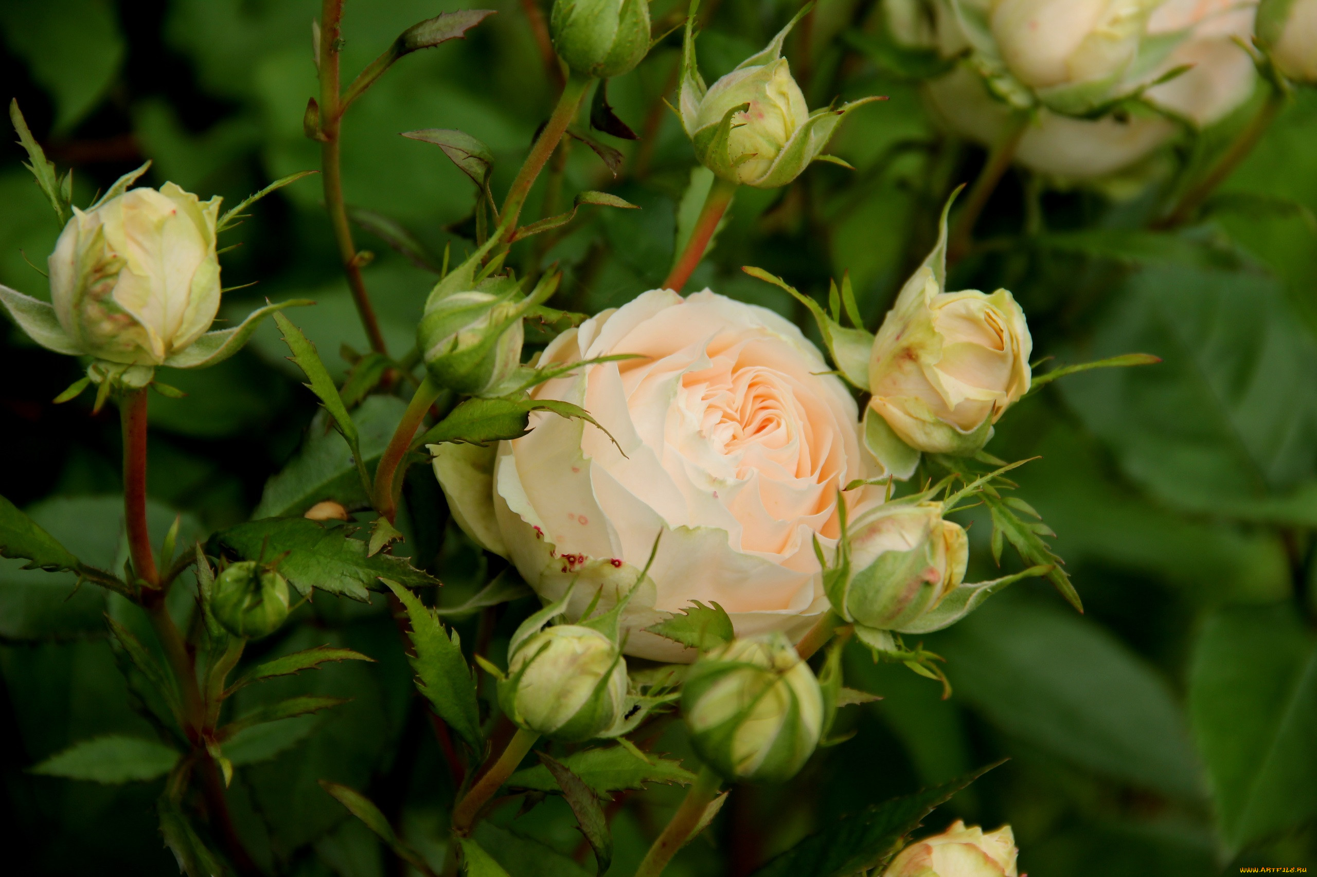 , , leaves, , petals, bud, rose, , blossoms, , , 